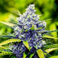 Семена конопли Divine Seeds - Blue Cheese | Феминизированные фотопериодичные сорта марихуаны, каннабиса