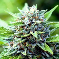 Семена конопли Divine Seeds -  Auto Montreal | Феминизированные автоцветущие сорта марихуаны, каннабиса