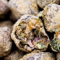 Семена конопли Divine Seeds -  Auto Moon Rock | Феминизированные автоцветущие сорта марихуаны, каннабиса