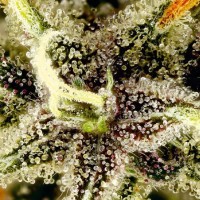Семена конопли Divine Seeds -  Auto Pablo Escobar | Феминизированные автоцветущие сорта марихуаны, каннабиса