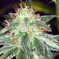 Семена конопли Divine Seeds -  Auto White Widow | Феминизированные автоцветущие сорта марихуаны, каннабиса