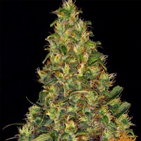 Семена конопли Barney's Farm -  Auto Amnesia Haze | Феминизированные автоцветущие сорта марихуаны, каннабиса