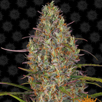 Семена конопли Barney's Farm -  Auto Glue Gelato | Феминизированные автоцветущие сорта марихуаны, каннабиса