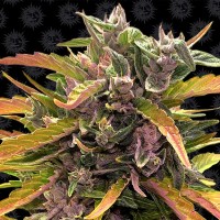 Семена конопли Barney's Farm -  Auto Gorilla Glue | Феминизированные автоцветущие сорта марихуаны, каннабиса