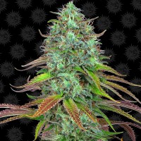 Семена конопли Barney's Farm -  Auto LSD | Феминизированные автоцветущие сорта марихуаны, каннабиса