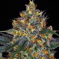 Семена конопли Barney's Farm -  Auto Moby Dick | Феминизированные автоцветущие сорта марихуаны, каннабиса