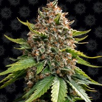Семена конопли Barney's Farm -  Auto White Widow XXL | Феминизированные автоцветущие сорта марихуаны, каннабиса