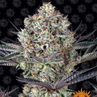 Семена конопли Barney's Farm - Do si dos | Феминизированные фотопериодичные сорта марихуаны, каннабиса