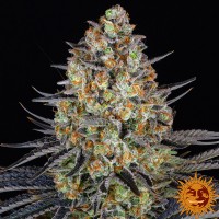 Семена конопли Barney's Farm - LSD | Феминизированные фотопериодичные сорта марихуаны, каннабиса
