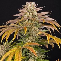Семена конопли Barney's Farm -  Pineapple Express | Феминизированные фотопериодичные сорта марихуаны, каннабиса