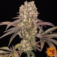 Семена конопли Barney's Farm - Runtz Muffin | Феминизированные фотопериодичные сорта марихуаны, каннабиса