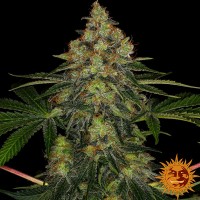 Семена конопли Barney's Farm - Shishkaberry | Феминизированные фотопериодичные сорта марихуаны, каннабиса
