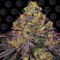 Семена конопли Barney's Farm -  Watermelon Zkittlez | Феминизированные фотопериодичные сорта марихуаны, каннабиса