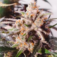 Семена конопли Dutch Passion -  Auto Colorado Cookies | Феминизированные автоцветущие сорта марихуаны, каннабиса