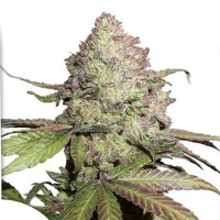 Семена конопли Dutch Passion -  Auto CBD Charlottes Angel | Феминизированные автоцветущие сорта марихуаны, каннабиса
