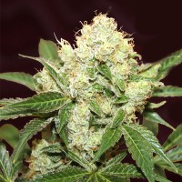 Семена конопли Divine Seeds -  Auto Big Demon | Феминизированные автоцветущие сорта марихуаны, каннабиса