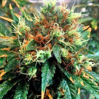 Семена конопли Divine Seeds - Kali Mist | Феминизированные фотопериодичные сорта марихуаны, каннабиса