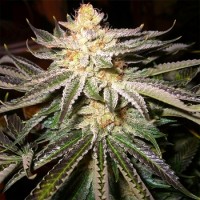 Семена конопли Divine Seeds - Northern Lights | Феминизированные фотопериодичные сорта марихуаны, каннабиса