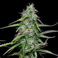Семена конопли Royal Queen Seeds -  Auto Royal Gorilla | Феминизированные автоцветущие сорта марихуаны, каннабиса