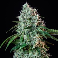 Семена конопли Royal Queen Seeds - HulkBerry | Феминизированные фотопериодичные сорта марихуаны, каннабиса