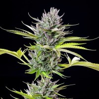 Семена конопли Royal Queen Seeds - Triple G | Феминизированные фотопериодичные сорта марихуаны, каннабиса